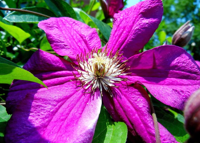 Clematis Greeting Card featuring the photograph Clematis #1 by Steve Doris