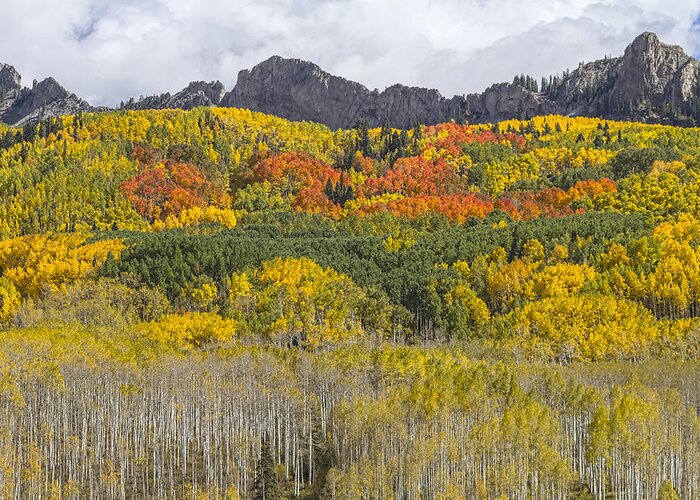 Colorado Greeting Card featuring the photograph Colorado Kebler Pass Fall Foliage by James BO Insogna
