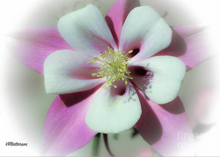 Columbine Greeting Card featuring the photograph Columbine #1 by Veronica Batterson