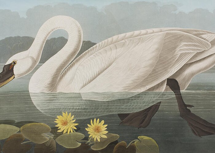 Swan Greeting Card featuring the painting Common American Swan by John James Audubon