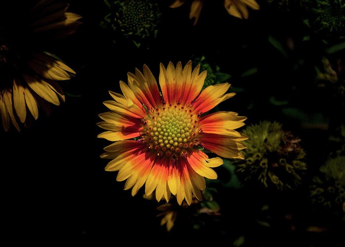 Jay Stockhaus Greeting Card featuring the photograph Coneflower #1 by Jay Stockhaus