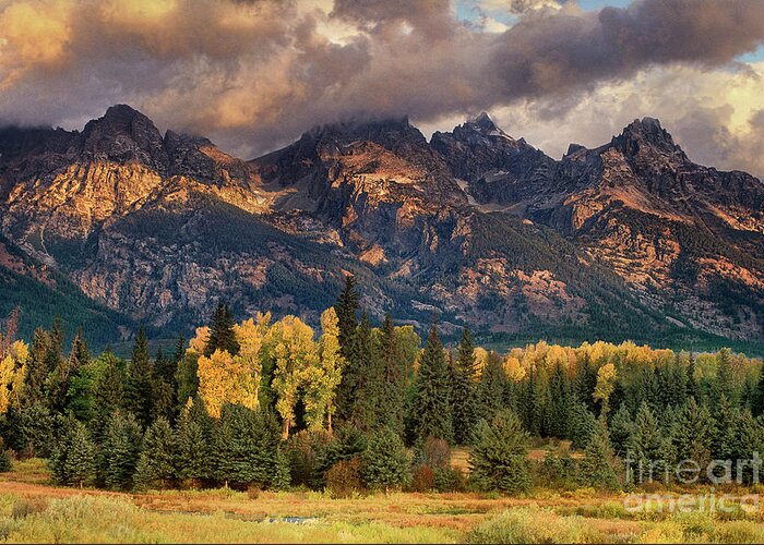 Dave Welling Greeting Card featuring the photograph Cottonwoods And Fir Trees Fall Color Grand Tetons National Park Wyoming #1 by Dave Welling