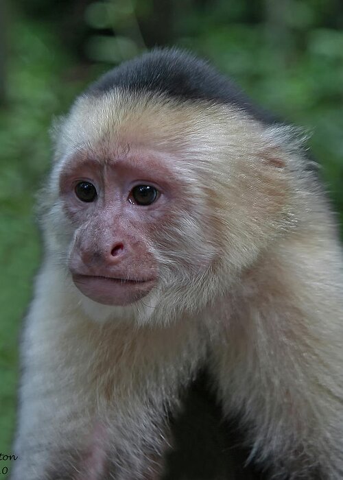 Monkey Greeting Card featuring the photograph Curious Capuchin #1 by Larry Linton