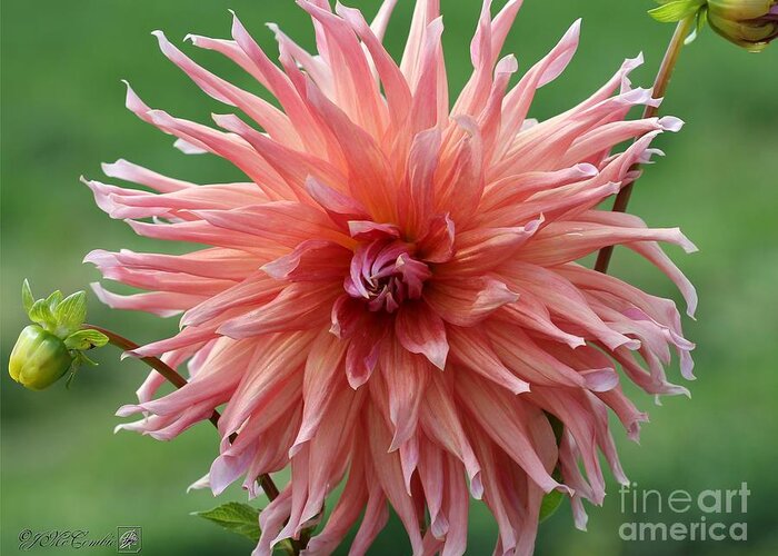 Mccombie Greeting Card featuring the photograph Dahlia named Wyn's Pinking of You #3 by J McCombie
