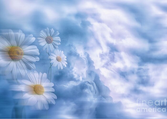 Abstract Greeting Card featuring the photograph Daisies #1 by Veikko Suikkanen
