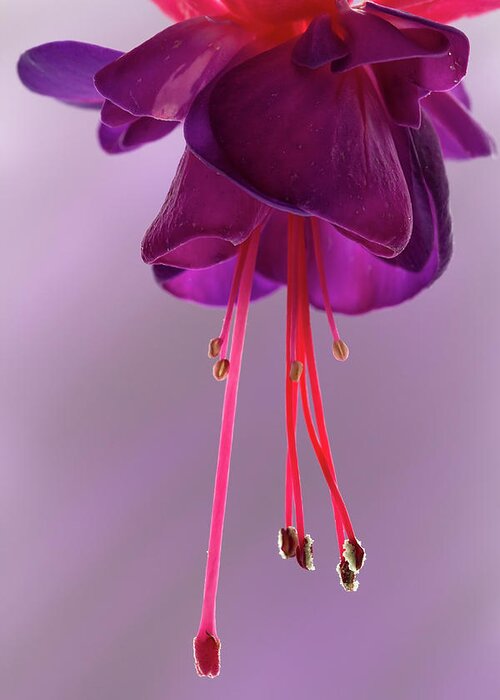 Flora Greeting Card featuring the photograph Dance of the Fuschia #1 by Shirley Mitchell