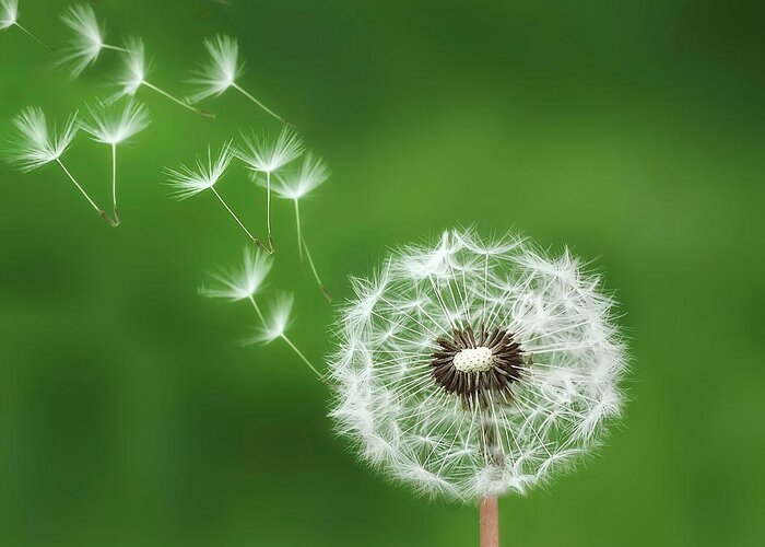 Abstract Greeting Card featuring the photograph Dandelion #1 by Bess Hamiti