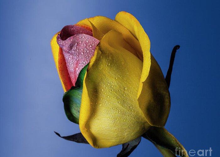 Rose Greeting Card featuring the photograph Dazzler by Doug Norkum