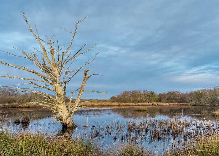 North Spit Greeting Card featuring the photograph Dead Tree in Marsh #1 by Greg Nyquist