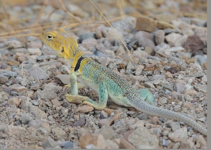 Utah Greeting Card featuring the photograph Desert Lizard #2 by Andrew Chambers
