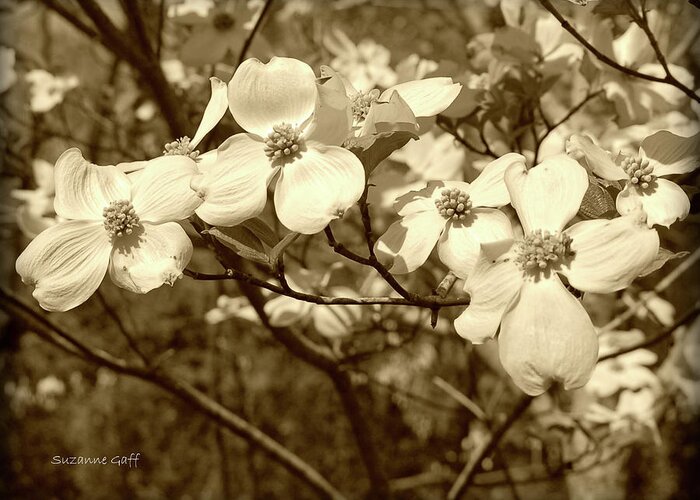 Lightly Enhanced With A Sepia Filter And Slight Vignette. Greeting Card featuring the photograph Dogwood Blooms in Sepia #1 by Suzanne Gaff