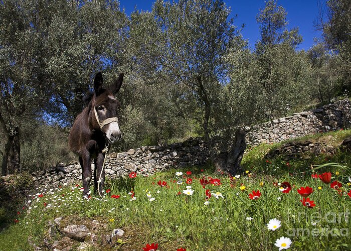 Donkey Greeting Card featuring the photograph Donkey In Greece #1 by Jean-Louis Klein & Marie-Luce Hubert