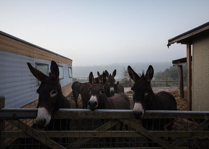 Donkey Greeting Card featuring the photograph Donkeys #1 by Dawn OConnor