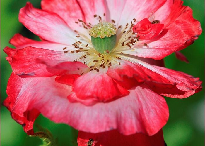 Mccombie Greeting Card featuring the photograph Double Red and White Poppy from the Garden Gnome Mix #5 by J McCombie