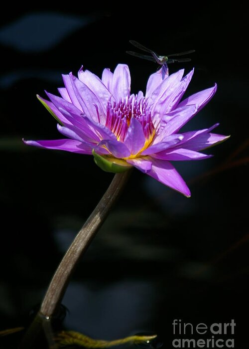 Dragonfly Greeting Card featuring the photograph Dragonfly and Purple Lotus Waterlily #1 by Jackie Irwin