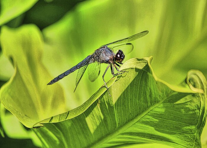 Dragon Fly Greeting Card featuring the photograph Dragonfly #2 by Pat Cook