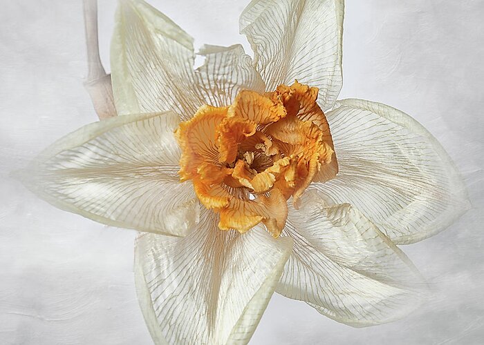 Flower Greeting Card featuring the photograph Dried Narcissus #1 by Ann Jacobson