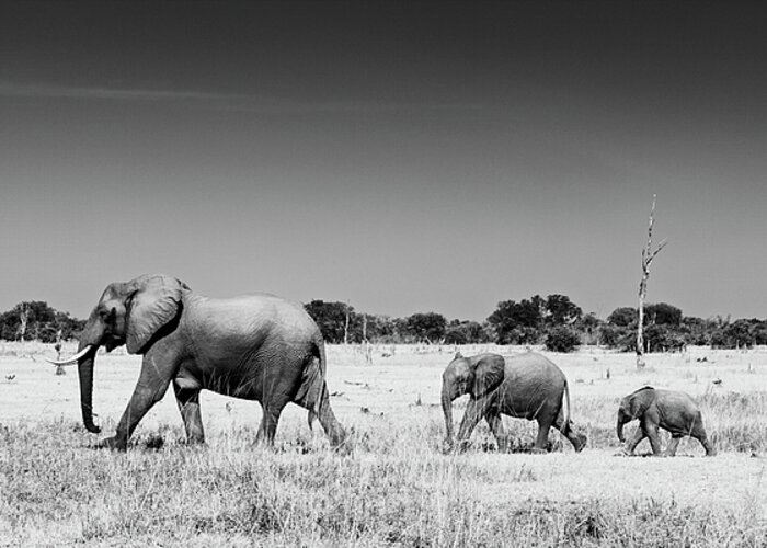 Africa Greeting Card featuring the photograph Elephant family #1 by Johan Elzenga