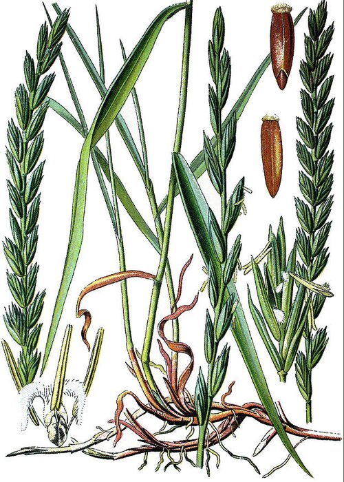 Elymus Repens Greeting Card featuring the drawing Elymus repens, commonly known as couch grass #1 by Bildagentur-online