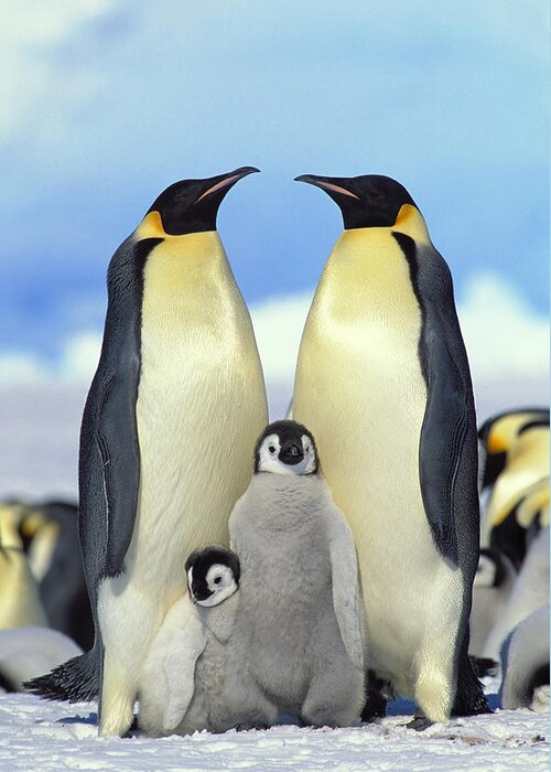 Mp Greeting Card featuring the photograph Emperor Penguin Aptenodytes Forsteri by Konrad Wothe