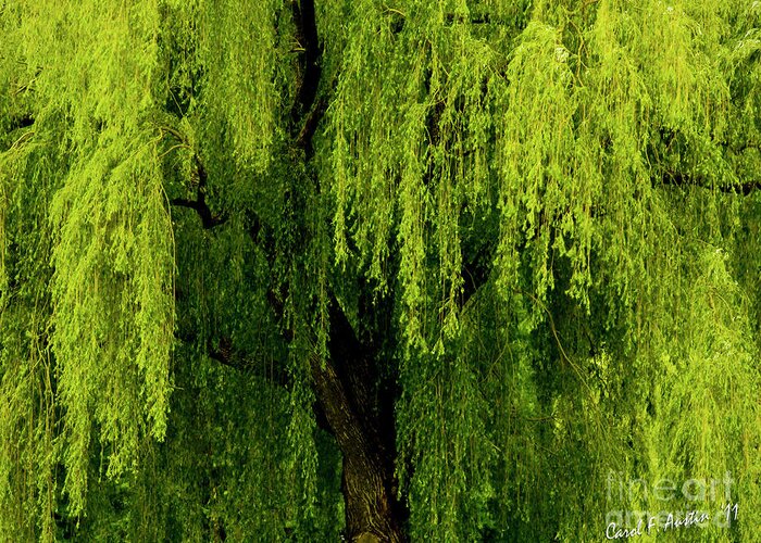 Willow Greeting Card featuring the photograph Enchanting Weeping Willow Tree by Carol F Austin