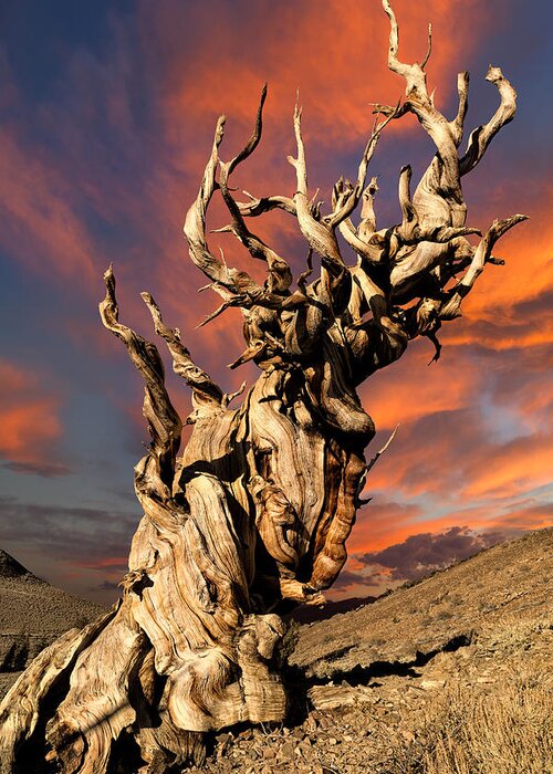 Bristlecone Pine Greeting Card featuring the photograph Enduring #2 by Kathleen Bishop