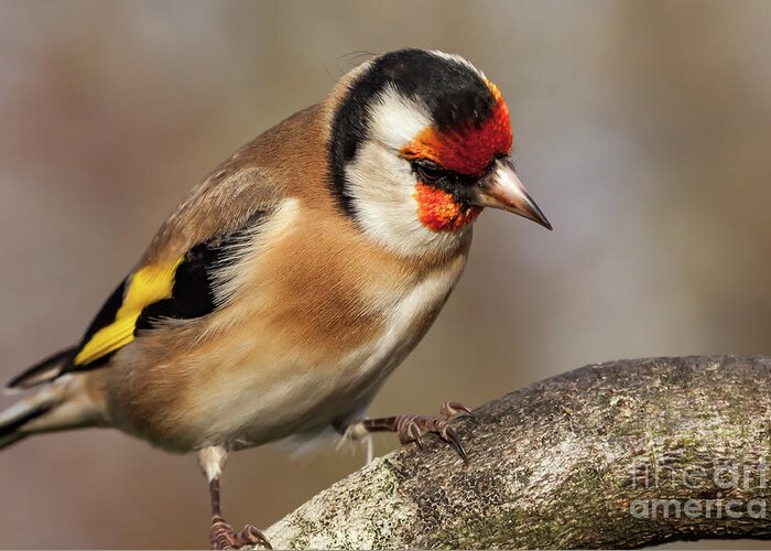 Goldfinch Greeting Card featuring the photograph European goldfinch bird close up  #9 by Simon Bratt