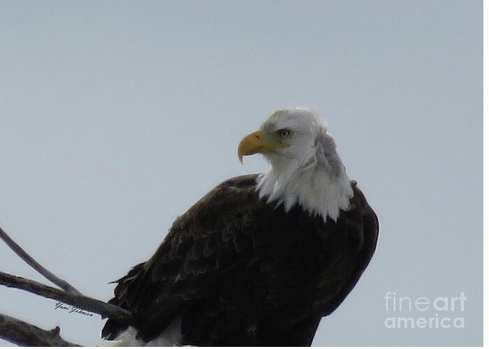 Bold Eagle Greeting Card featuring the photograph Eye on you by Yumi Johnson