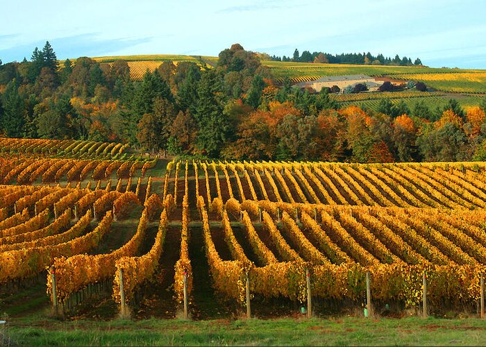 Fall In A Vineyard Greeting Card featuring the photograph Fall in a Vineyard #1 by Margaret Hood