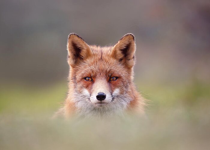 Fox Greeting Card featuring the photograph Fantastic Mr Fox #2 by Roeselien Raimond