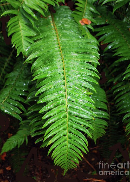 Rain Greeting Card featuring the photograph Fern #1 by Bill Thomson