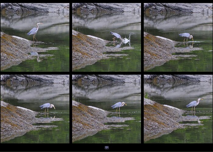 Great Blue Heron Greeting Card featuring the photograph Fishing by John Meader