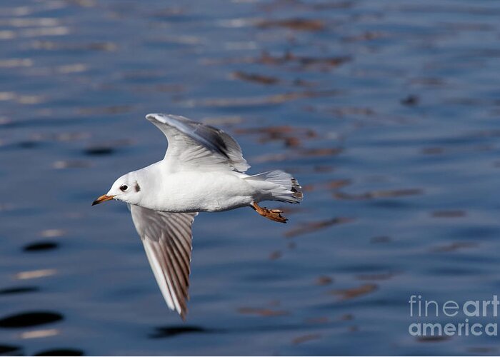 Animal Greeting Card featuring the photograph Flying gull above water #1 by Michal Boubin