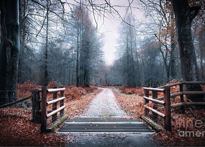 Svetlana Sewell Greeting Card featuring the photograph Forest Path #1 by Svetlana Sewell