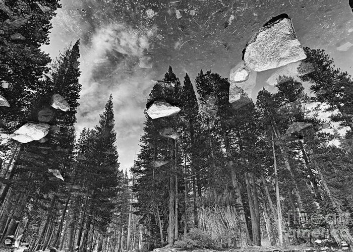 Forest Greeting Card featuring the photograph Forest Reflection #1 by Jamie Pham