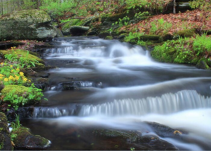 Waterfall Greeting Card featuring the photograph Forest Stream and Marsh Marigolds #1 by John Burk