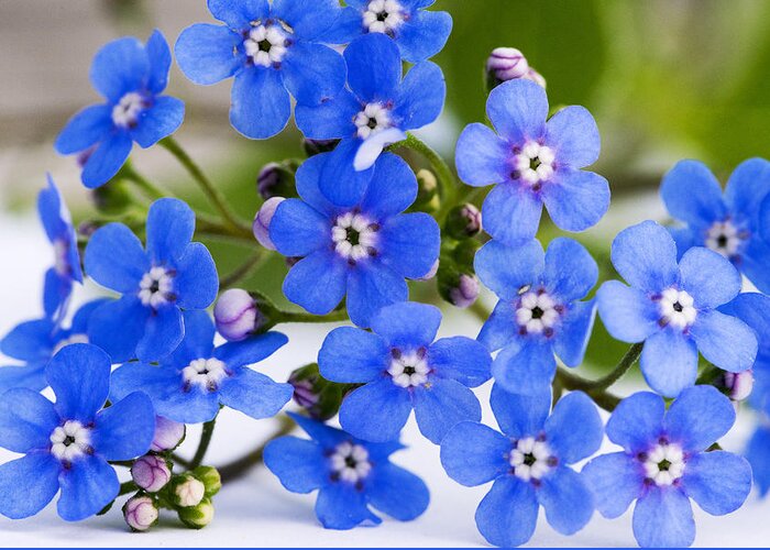 Forget-me-not Greeting Card featuring the photograph Forget-me-not #1 by Chevy Fleet