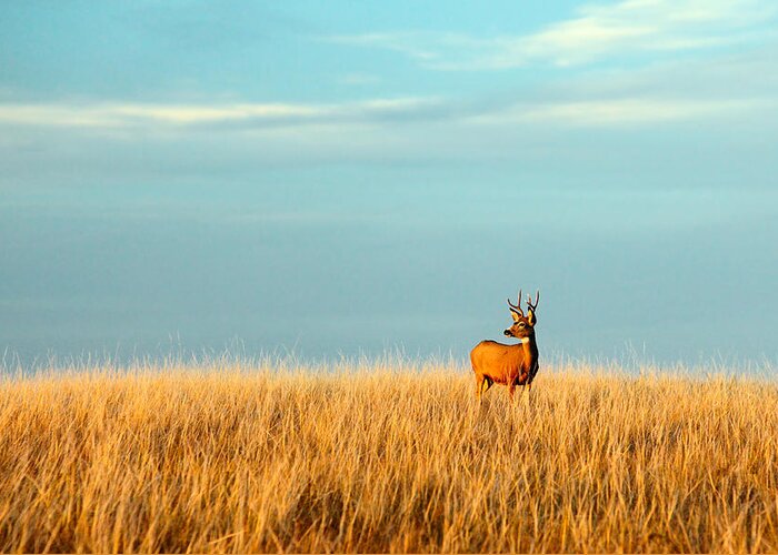 Deer Greeting Card featuring the photograph Fort Peck Buck by Todd Klassy