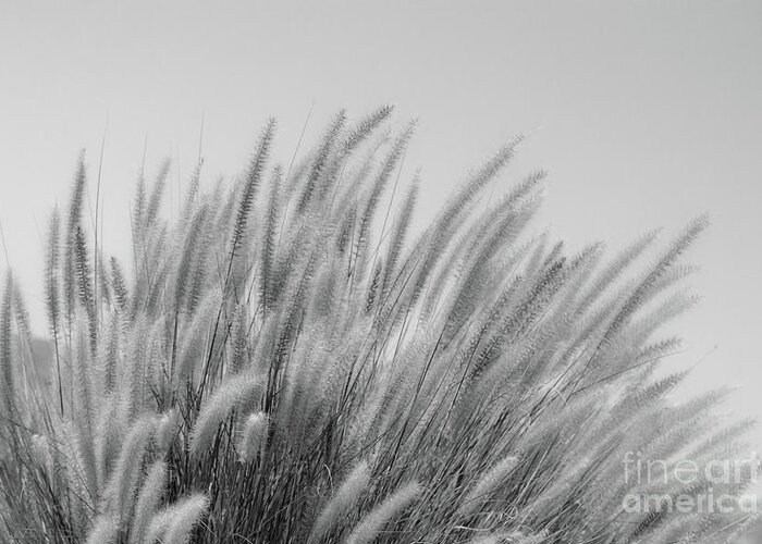 Black And White Greeting Card featuring the photograph Foxtails on a Hill in Black and White by Leah McPhail