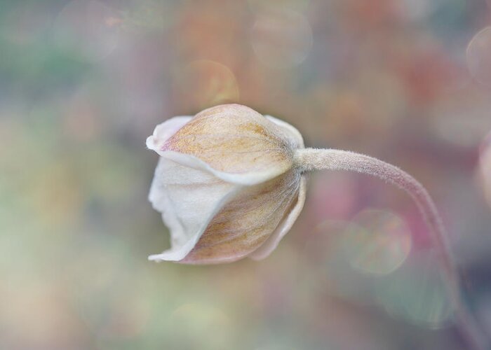 Gentle Greeting Card featuring the photograph Gentle White Flower #1 by Lilia S