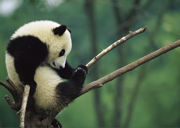 Mp Greeting Card featuring the photograph Giant Panda Ailuropoda Melanoleuca Year #1 by Cyril Ruoso