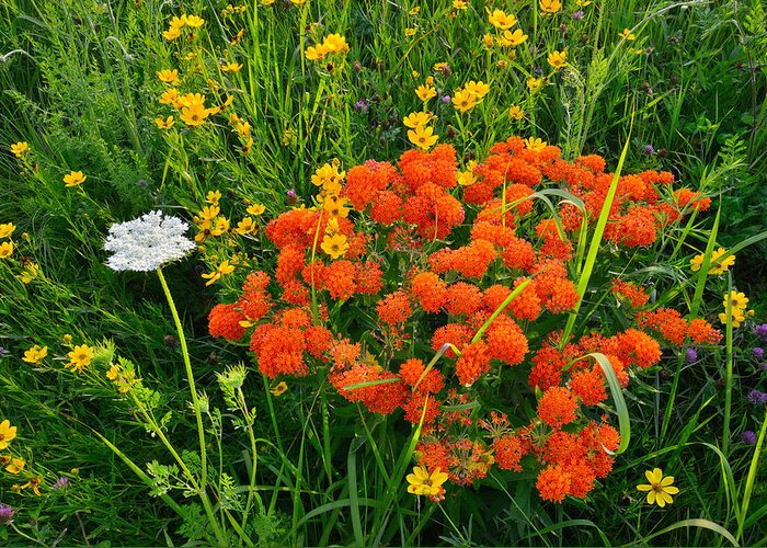 Butterfly Weed Greeting Card featuring the photograph Glacial Wildflowers #1 by Ray Mathis