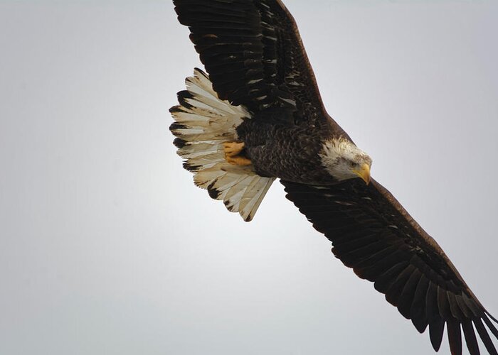 Eagle Greeting Card featuring the photograph Gliding #1 by Peter Ponzio
