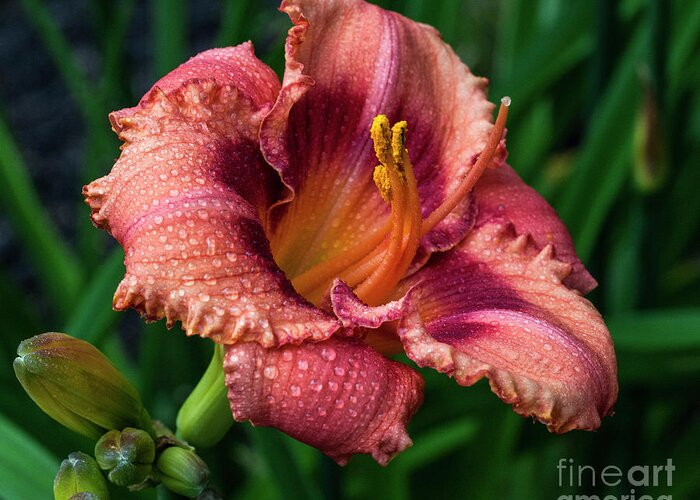 Lily Greeting Card featuring the photograph Glowing #2 by Doug Norkum