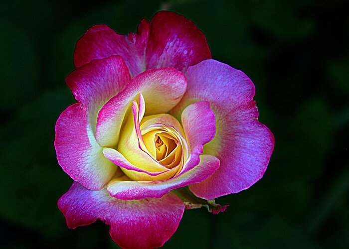 Red And Yellow Rose Greeting Card featuring the photograph Glowing Rose #1 by Karen McKenzie McAdoo