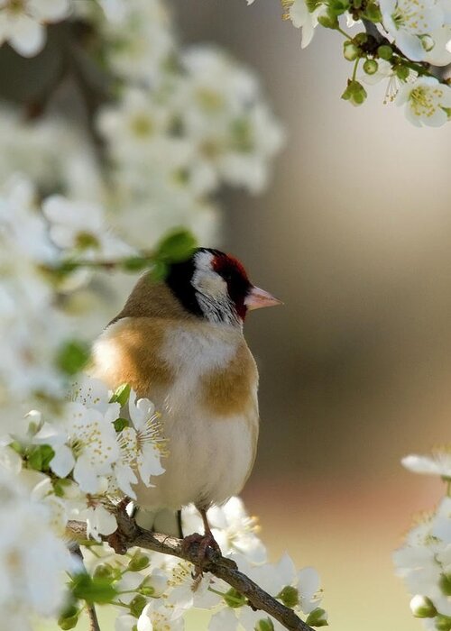 Goldfinch Spring Blossom Greeting Card featuring the photograph Goldfinch spring blossom #1 by Cliff Norton