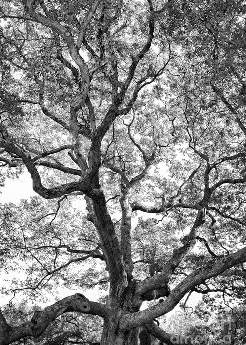 Oak Greeting Card featuring the photograph Granby Oak #1 by HD Connelly