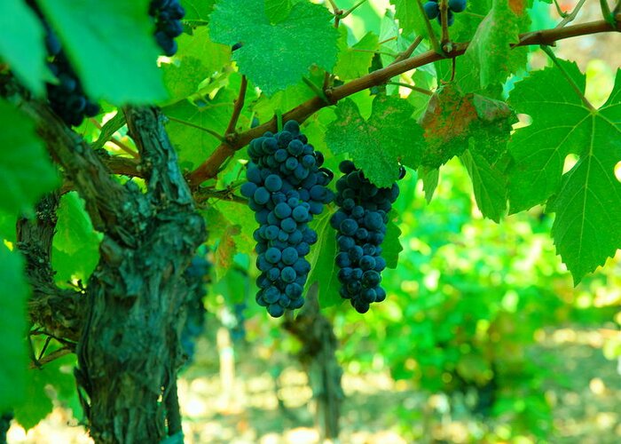 Grapes Greeting Card featuring the photograph The Beauty of Grapes on the vine by Jeff Swan