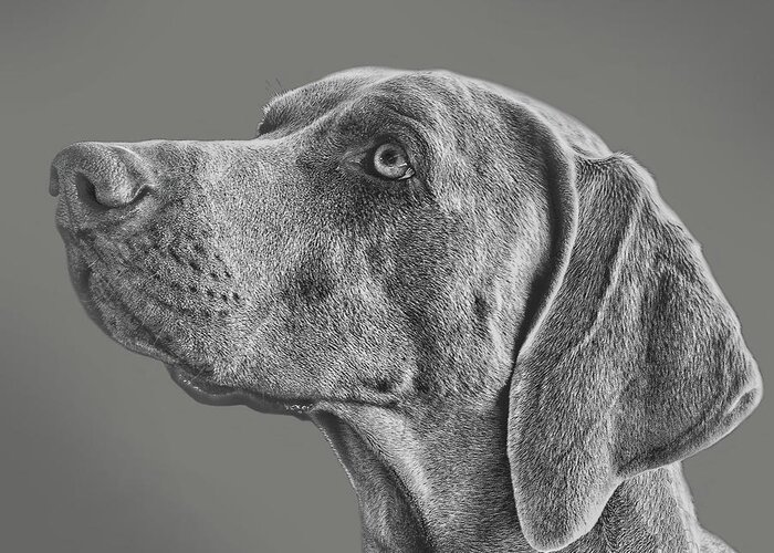 Weimaraner Greeting Card featuring the digital art Gray Ghost by Larry Linton