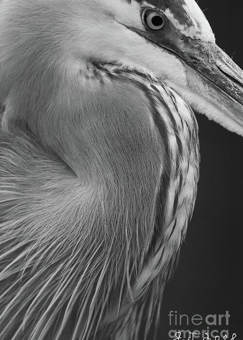 Birds Greeting Card featuring the photograph Great Blue Heron Focus 2008 by John F Tsumas